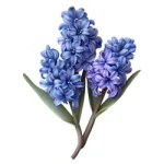 Hyacinth