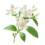 Jasmine