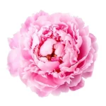 Peony