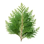 Cedar