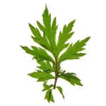 Davana