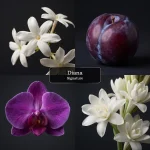 عطر دایانا سیگنیچر
