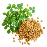 Fenugreek
