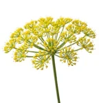 Galbanum