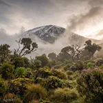 عطر Kilimanjaro سیگنیچر