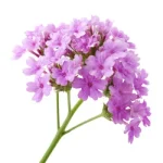 Vervain