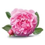 Bulgarian rose