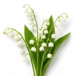 Lily of the Valley