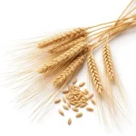 Barley
