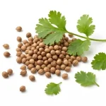 Coriander