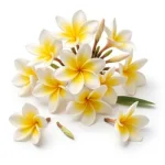 Frangipani