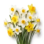 Narcissus