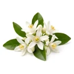 Orange Blossom