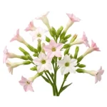 Tobacco Blossom