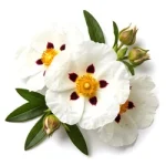 Labdanum