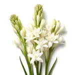 Tuberose